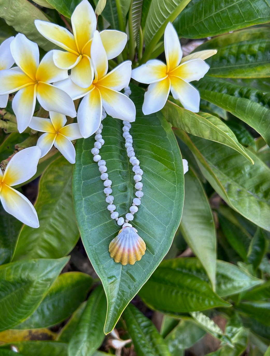 Makai Moonstone Crystals with Moonrise Shell